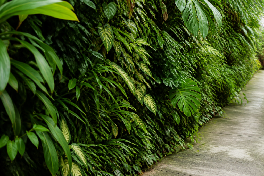 Murs couverts de feuillage tropical vert dense et luxuriant