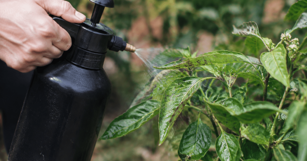 Pulverisation liquide noir sur feuilles vertes infestees pucerons