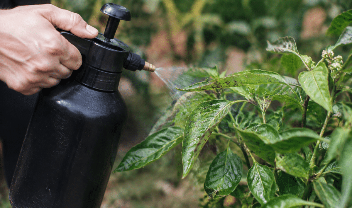 Pulverisation liquide noir sur feuilles vertes infestees pucerons